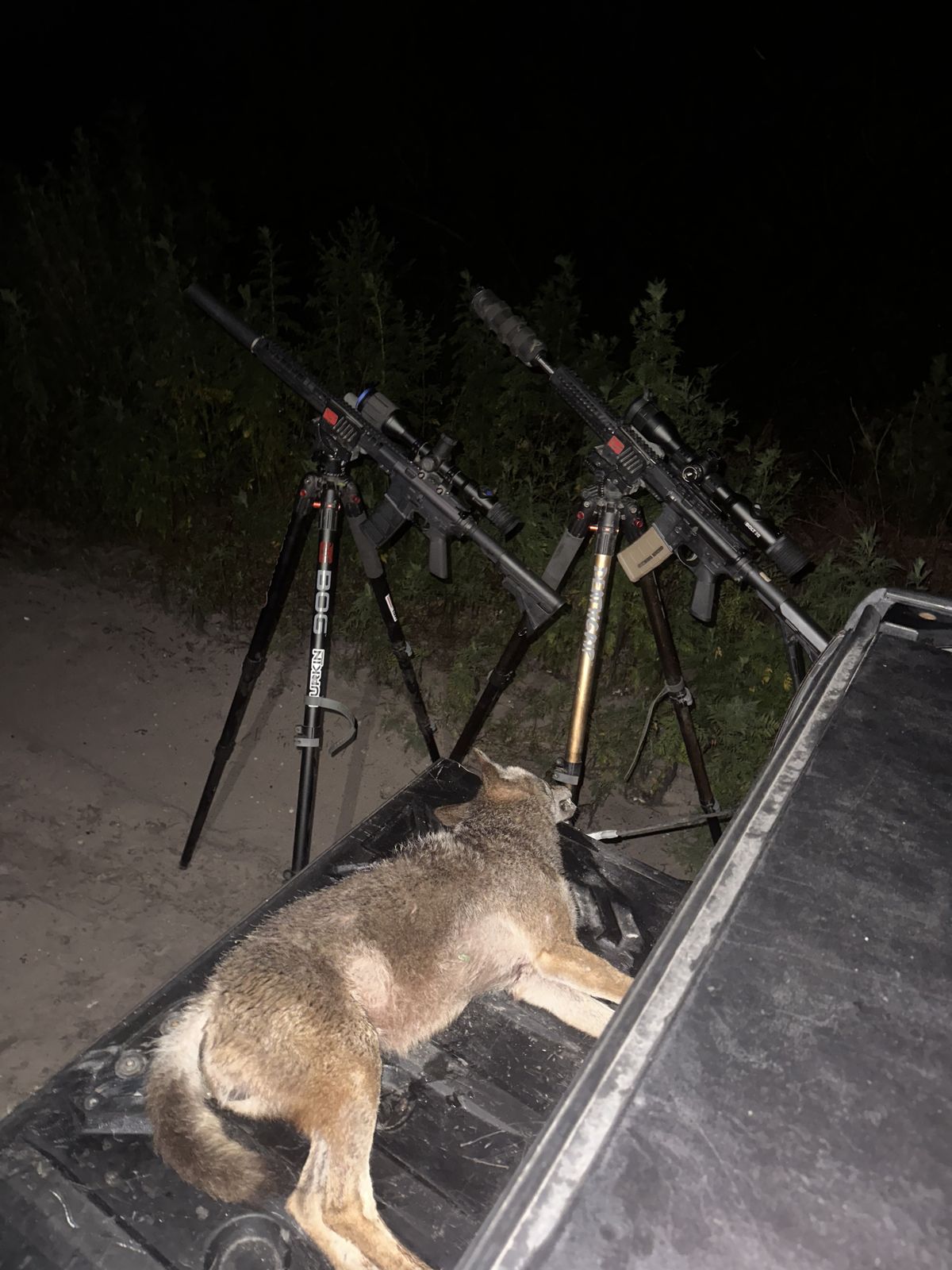 Night coyote harvest with thermal rifles