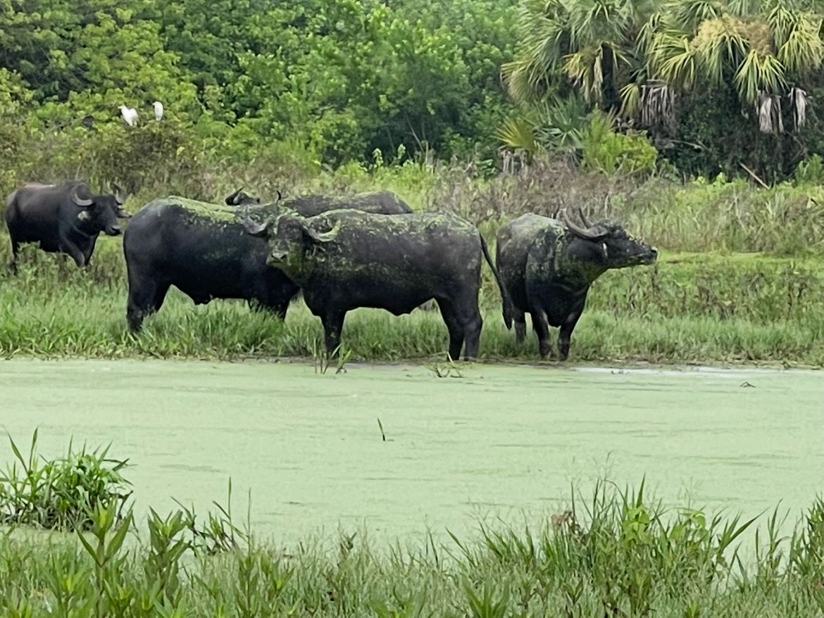 Exotic water buffalo on Florida private land