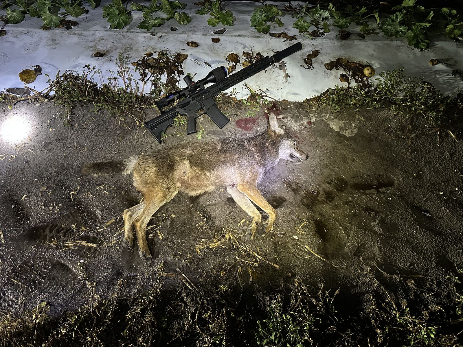 Coyote night harvest
