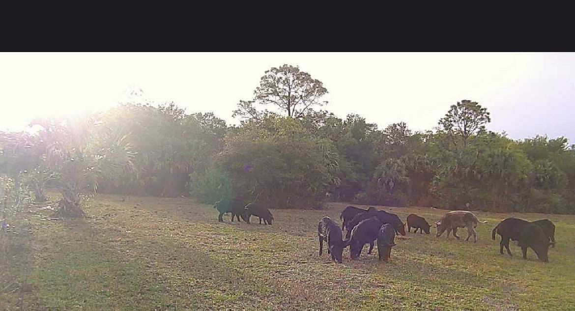 Trail cam hog sounder scouting footage