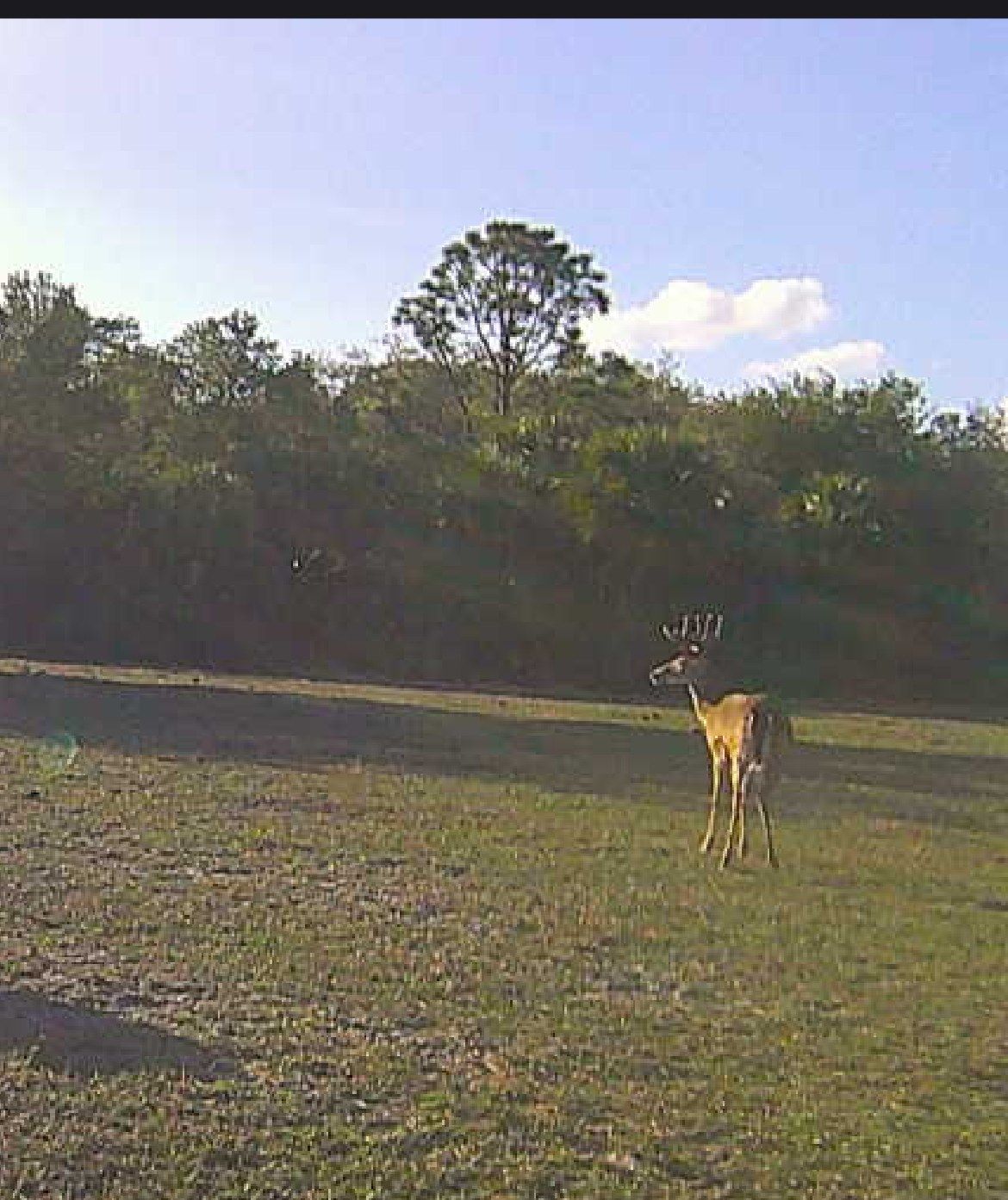 Trail cam Florida whitetail buck